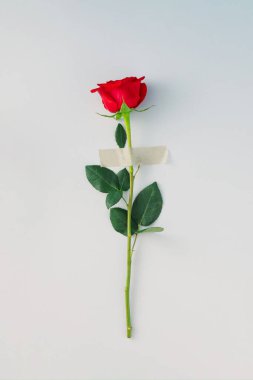 Gri arkaplanlı kırmızı gül. Minimum düz konsept. Aşk ve Sevgililer Günü ilhamı.