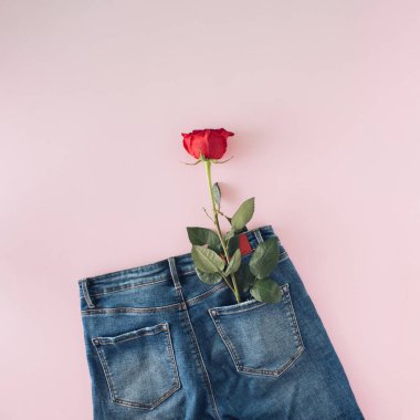 Pembe arka planda kot pantolon cebinde kırmızı gülden yapılmış yaratıcı bir düzenleme. Minimum düz konsept. Aşk ve Sevgililer Günü ilhamı.