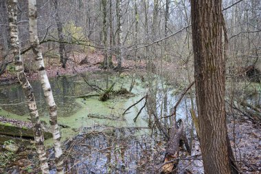 Riga, Letonya 'da sonbahar ormanlarında bir bataklık.