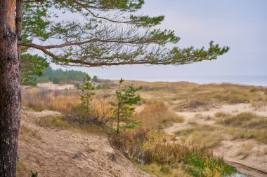 Garciems 'de bir Letonya deniz manzarası