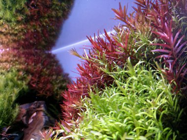 Yerleştirilen akvaryumda rotala. Aquascape kenar görünümü