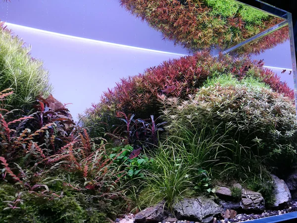 Aquascape akvarium med olika sötvattenväxter — Stockfoto