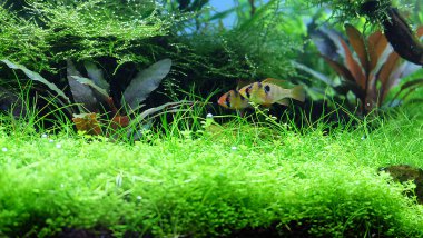 Apistogramma ramirezi balığı ekilen akvaryumda