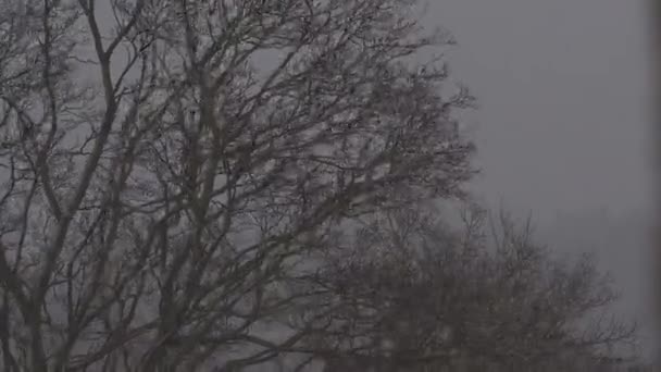 Blizzard schudt de takken van een boom in de winter. 4K — Stockvideo