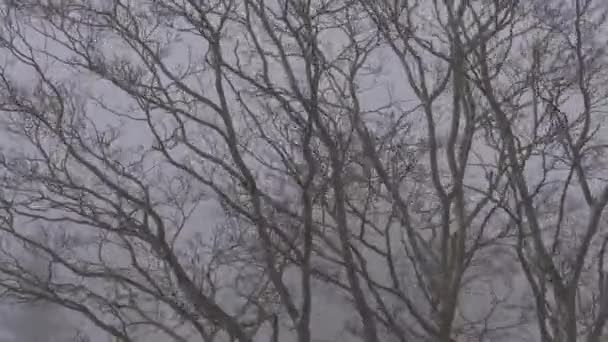 Blizzard sacude las ramas de un árbol en invierno. 4K — Vídeos de Stock