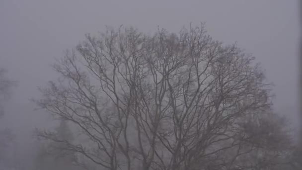 Зимой снежная буря трясет ветви дерева. 4K — стоковое видео
