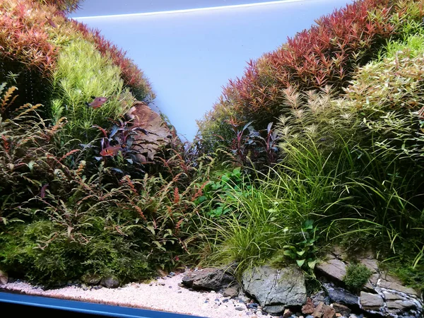 Aquascape akvarium med olika sötvattenväxter — Stockfoto
