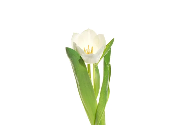 Tulipán blanco fresco sobre fondo blanco — Foto de Stock