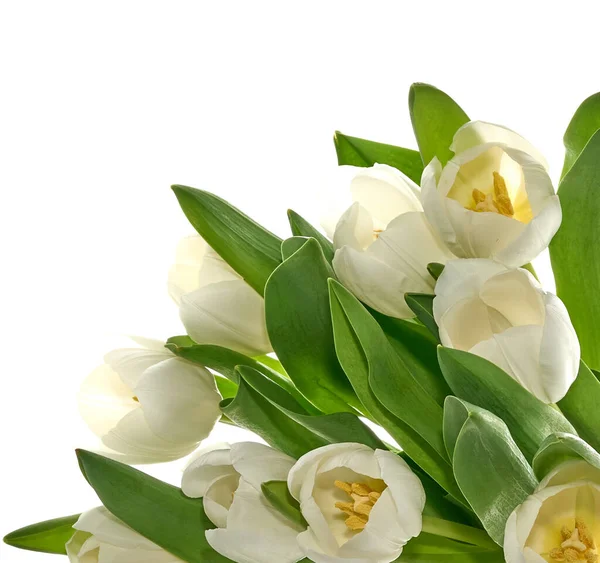 Свежие белые тюльпаны изолированы — стоковое фото