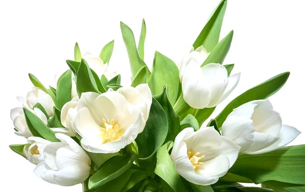 Świeże białe tulipany izolowane — Zdjęcie stockowe