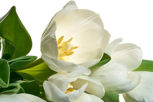 Tulipanes blancos frescos sobre fondo blanco — Foto de Stock