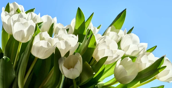Świeże białe tulipany na tle błękitnego nieba — Zdjęcie stockowe