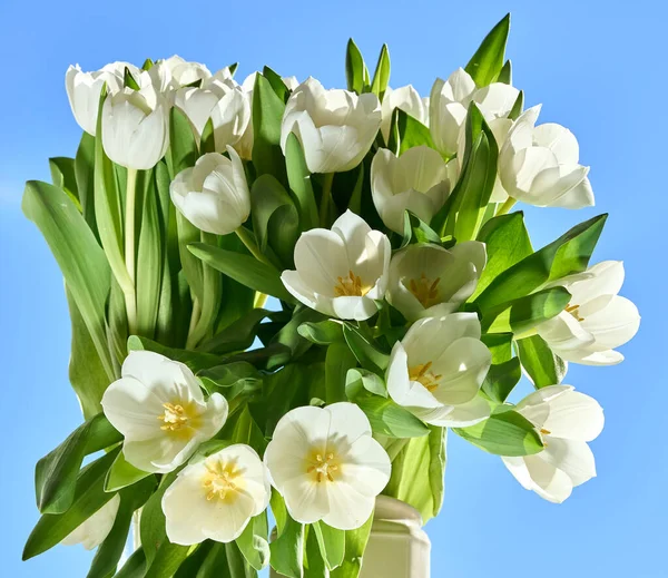 Tulipanes blancos frescos sobre el fondo azul del cielo — Foto de Stock