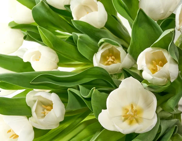 Białe tulipany pojedyncze — Zdjęcie stockowe
