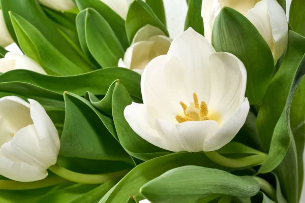 Tulipanes blancos aislados — Foto de Stock