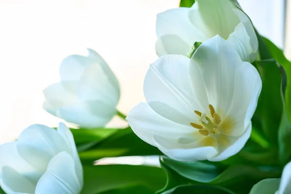 Tulipanes blancos frescos aislados — Foto de Stock