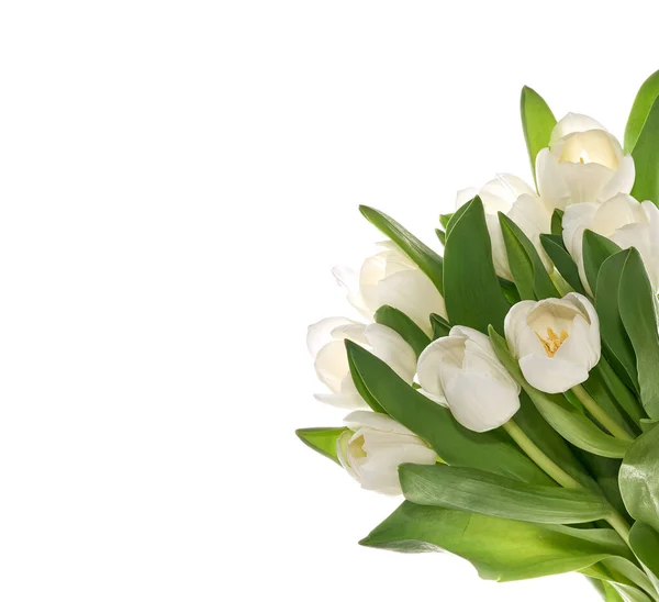 Świeże Białe Tulipany Odizolowane Białym Tle — Zdjęcie stockowe