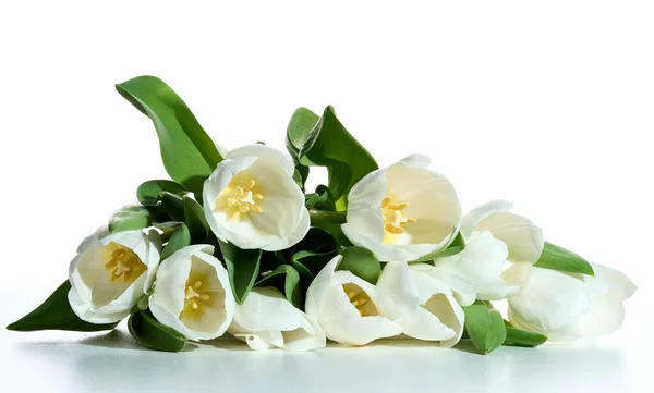 Świeże Białe Tulipany Białym Tle Strzał Bliska — Zdjęcie stockowe