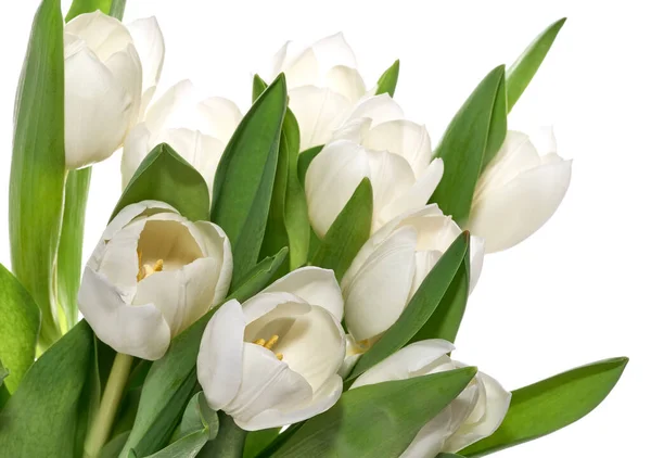 Izolowane białe świeże tulipany — Zdjęcie stockowe
