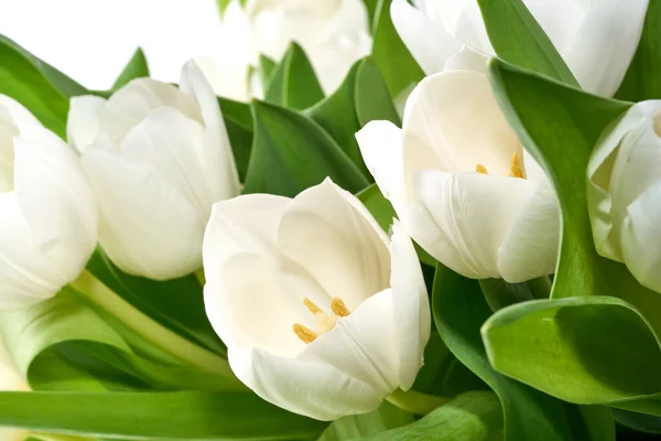 Tulipanes blancos aislados — Foto de Stock