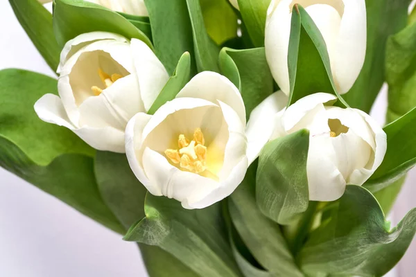Изолированные белые тюльпаны — стоковое фото