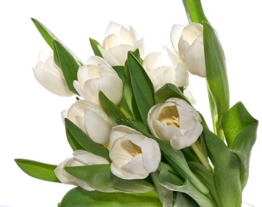 İzole edilmiş taze beyaz laleler.