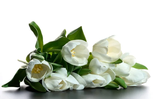 Tulipanes blancos frescos sobre fondo blanco — Foto de Stock