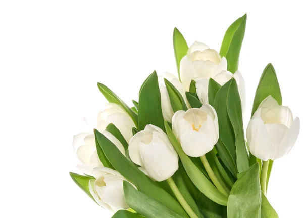 Świeże białe tulipany izolowane — Zdjęcie stockowe