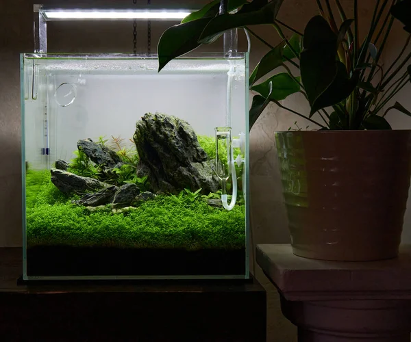 Liten kubikaquascaped akvarium med levande växter — Stockfoto