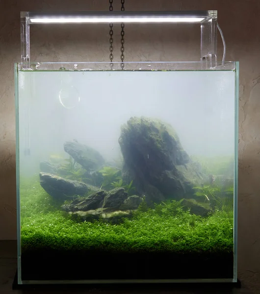 Acqua nuvolosa. Acquario cubico di piccole dimensioni con piante vive — Foto Stock