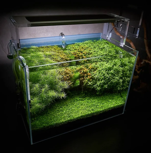 Aquarium avec plantes vivantes — Photo