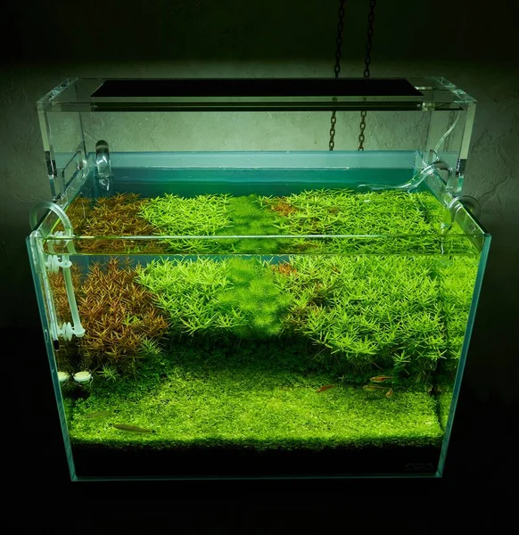 Acuario con plantas vivas — Foto de Stock