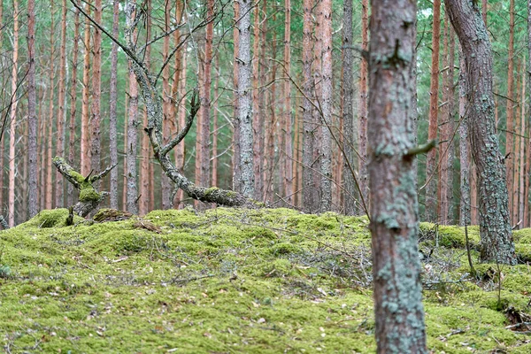 A big tree root covered by moss. — Stock Photo, Image