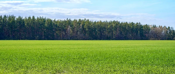 Campo Hierba Verde Fondo Paisaje Cielo Azul —  Fotos de Stock