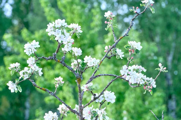 Квітуча Гілочка Яблуні Навесні Сонячний День — стокове фото