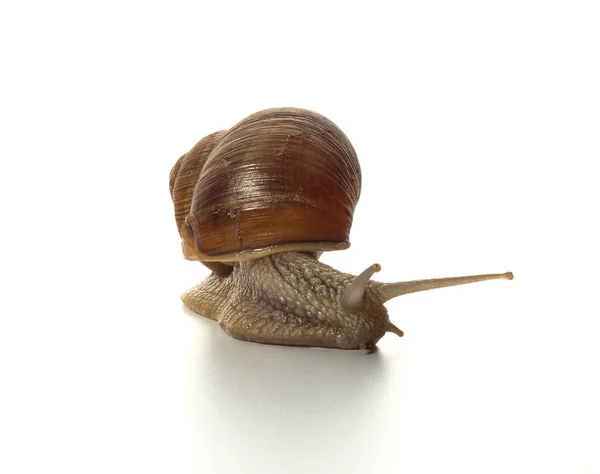 Helix Pomatia Escargot Raisin Isolé Sur Fond Blanc Macro Shot — Photo