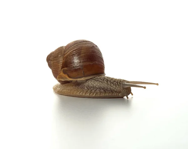 Helix Pomatia Grape Snail Isolated White Background Macro Shot — Stock Photo, Image