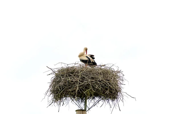 Ooievaar Het Nest Paal Schoonmaken Veren Geïsoleerd Witte Lucht — Stockfoto