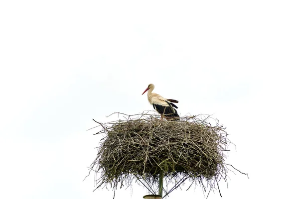 Uccello Cicogna Nel Nido Sul Palo Isolato Sul Cielo Bianco — Foto Stock