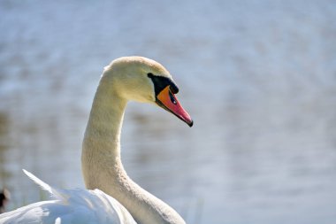 Parktaki gölün yanında beyaz kuğu. Güneşli bir gün. Yakın çekim.