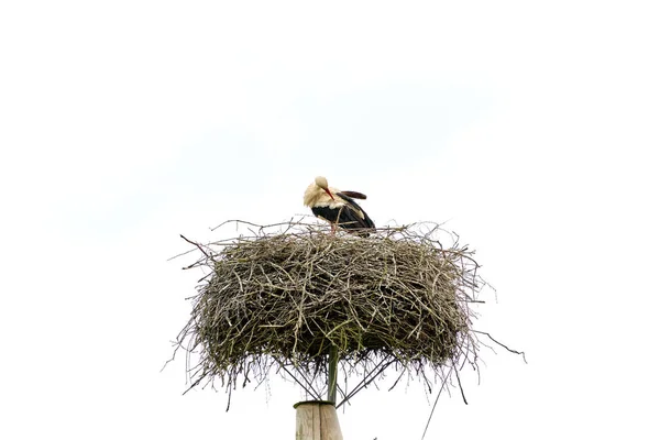 Ooievaar Het Nest Paal Schoonmaken Veren Geïsoleerd Witte Lucht — Stockfoto