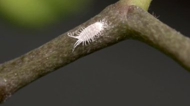 Mealybug 'un orkide dalına oturup balçık tükürmesini kapat. 4K görüntü.