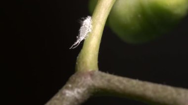 Mealybug 'un orkide dalında oturduğu yeri kapatın. 4K görüntü.