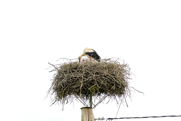 Ooievaar Het Nest Paal Geïsoleerd Witte Lucht — Stockfoto