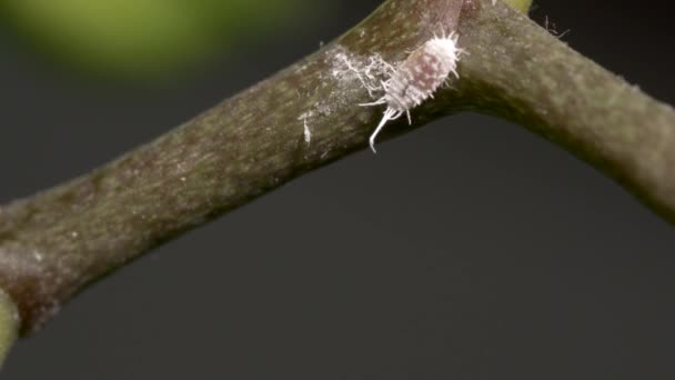 Close Mealybug Moving Orchid Branch Spits Slime Footage — Stock Video
