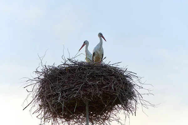 Stork Bird Pair Nest Look Different Directions Isolated Clear Sky — ストック写真