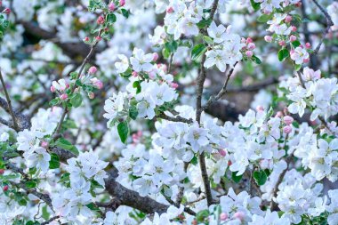 Güneşli bir günde baharda çiçek açan elma dalı.
