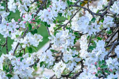 Güneşli bir günde baharda çiçek açan elma dalı.