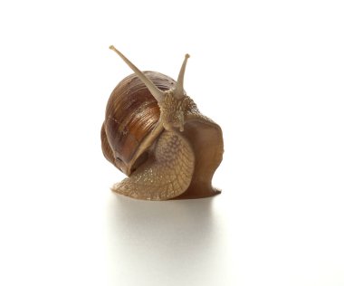 Helix pomatia.Üzüm salyangozu beyaz arka planda yalnız kaldığına şaşırdı. Makro çekim.