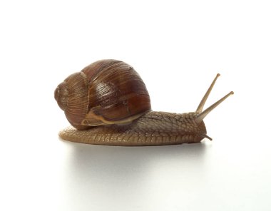 Helix pomatia.Üzüm salyangozu beyaz arka planda izole edilmiş. Makro çekim.